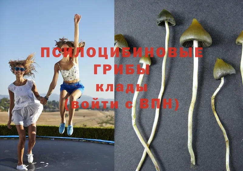 Псилоцибиновые грибы Psilocybe  закладки  Копейск 